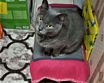 Кошки в Ногинске: Киса Василиса в добрые руки Девочка, Бесплатно - фото 3