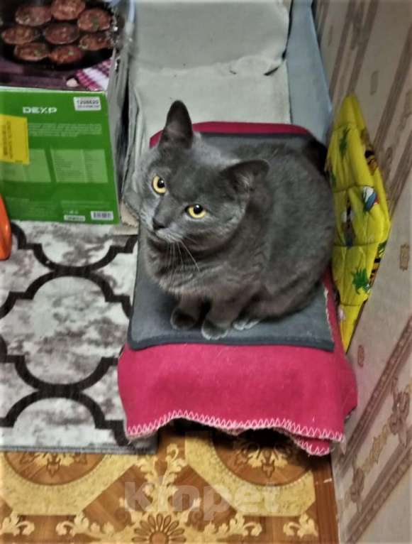 Кошки в Ногинске: Киса Василиса в добрые руки Девочка, Бесплатно - фото 3