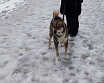 Собаки в Шахте: Пропала Лайка Мальчик, Бесплатно - фото 2