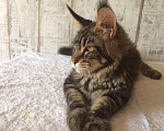 Кошки в Барыше: Кот чёрный мрамор, 30 000 руб. - фото 3