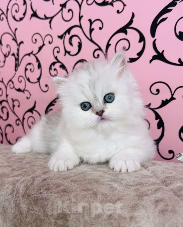 Кошки в Нижнем Новгороде: Шотландская серебристая трехцветная Девочка, 25 000 руб. - фото 4