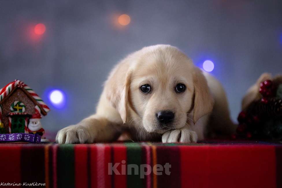 Собаки в Москве: Щенок лабрадора  Девочка, 80 000 руб. - фото 1