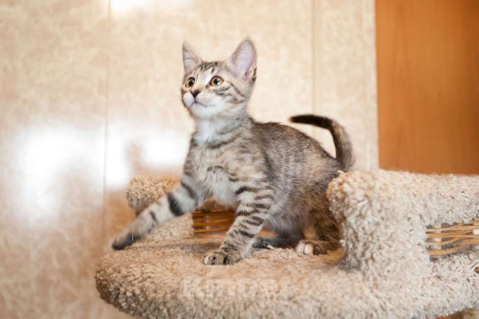 Кошки в Москве: Серо-бежевый котёнок в добрые руки  Девочка, Бесплатно - фото 7