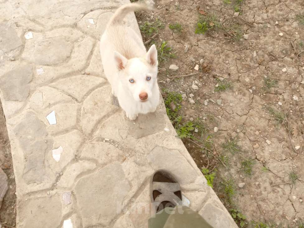 Собаки в других городах Крыма: Мазя Девочка, 8 000 руб. - фото 2