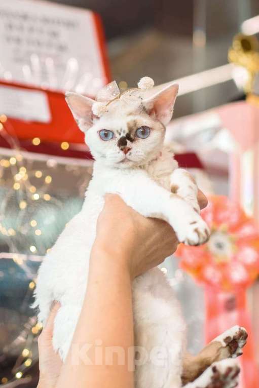 Кошки в Москве: Котенок Девон Рекс Ясмина Девочка, 60 000 руб. - фото 4