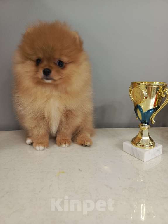 Собаки в Саратове: Померанский шпиц щенок Девочка, Бесплатно - фото 2