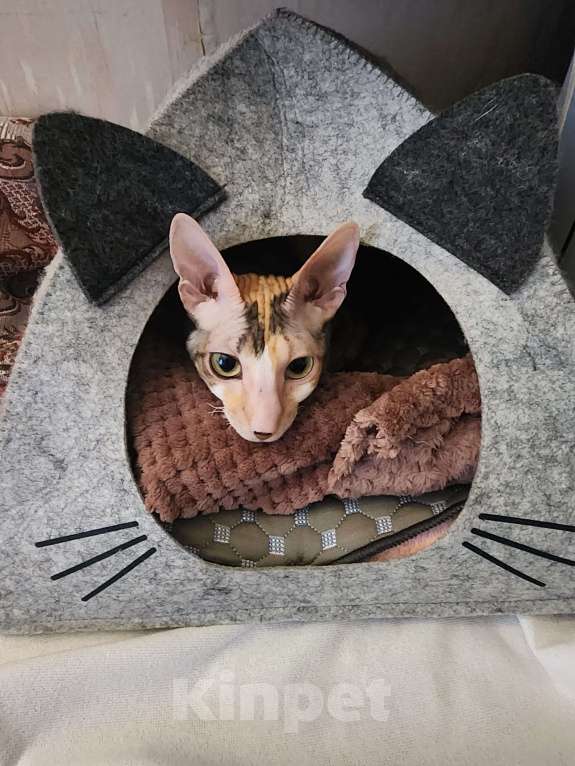 Кошки в Москве: Отдам породистую кошку в добрые заботливые руки Девочка, Бесплатно - фото 2