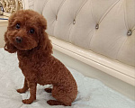 Собаки в Дмитрове: Той пудель девочка Девочка, 100 000 руб. - фото 3