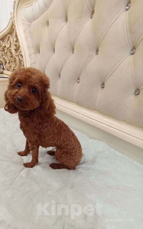 Собаки в Дмитрове: Той пудель девочка Девочка, 100 000 руб. - фото 3