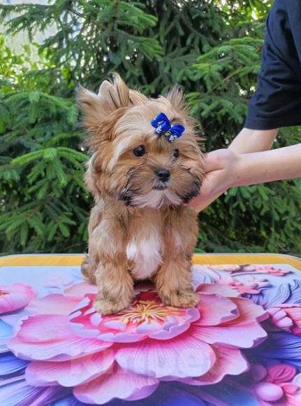 Собаки в Москве: Мальчик-русалочка (русская салонная собака) Мальчик, 50 000 руб. - фото 3