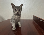 Кошки в Нальчике: В добрые руки Девочка, Бесплатно - фото 1