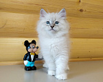 Кошки в Санкт-Петербурге: Невские маскарадные котята Мальчик, 50 000 руб. - фото 2