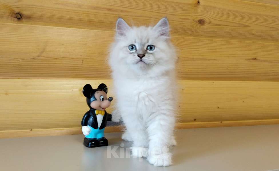 Кошки в Санкт-Петербурге: Невские маскарадные котята Мальчик, 50 000 руб. - фото 2