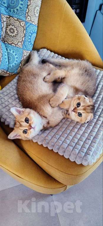 Кошки в Санкт-Петербурге: Шотландские котята Мальчик, 25 000 руб. - фото 2