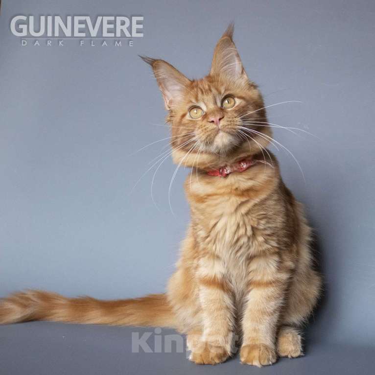 Кошки в других городах Воронежской области: Guinevere Dark Flame Девочка, 50 000 руб. - фото 6