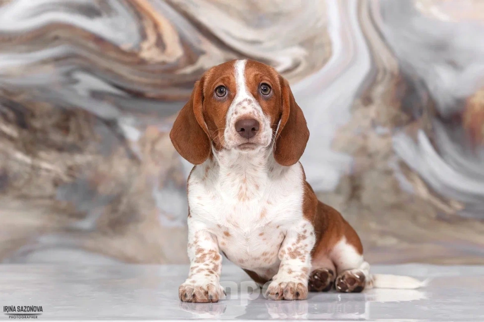 Собаки в Москве: Такса эксклюзивного окраса Пайболд  Девочка, 50 000 руб. - фото 4