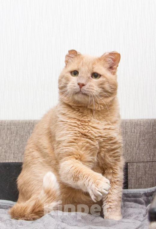 Кошки в Москве: Отдам рыжего котика в добрые руки Мальчик, Бесплатно - фото 3