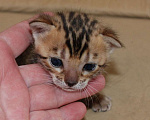 Кошки в Москве: Бенгальская кошечка. Девочка, 60 000 руб. - фото 3