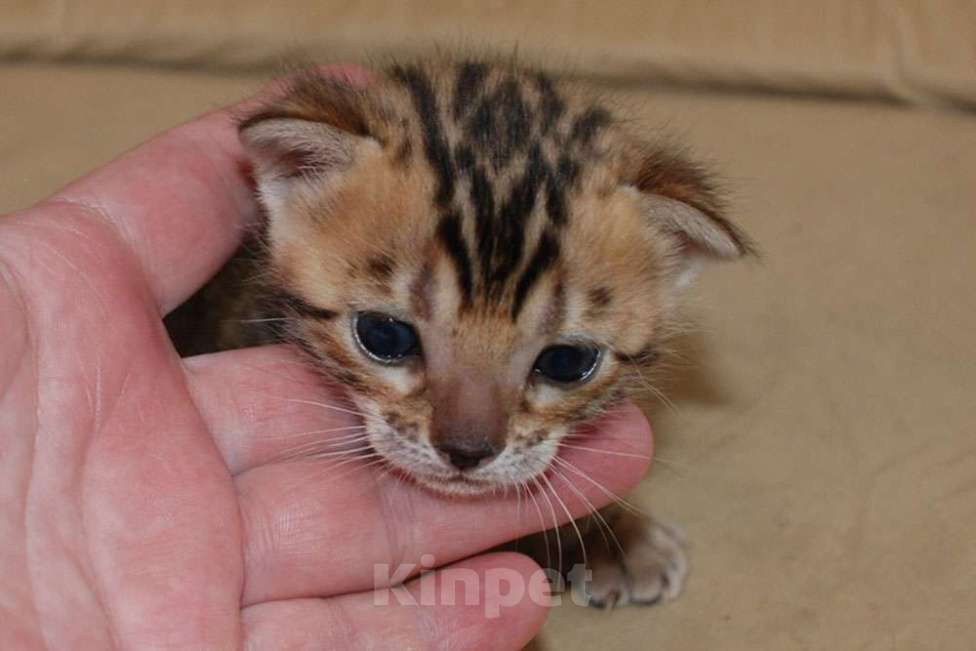 Кошки в Москве: Бенгальская кошечка. Девочка, 60 000 руб. - фото 3