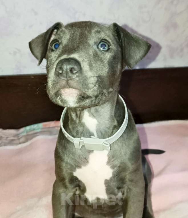 Собаки в Омске: Девочка Девочка, 20 000 руб. - фото 1