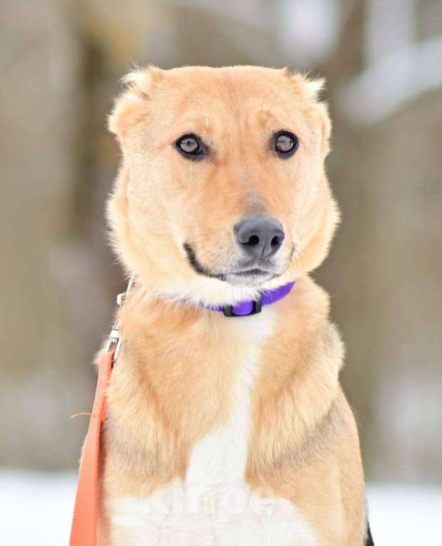 Собаки в Москве: Ласка в поисках дома и любящей семьи Девочка, Бесплатно - фото 1