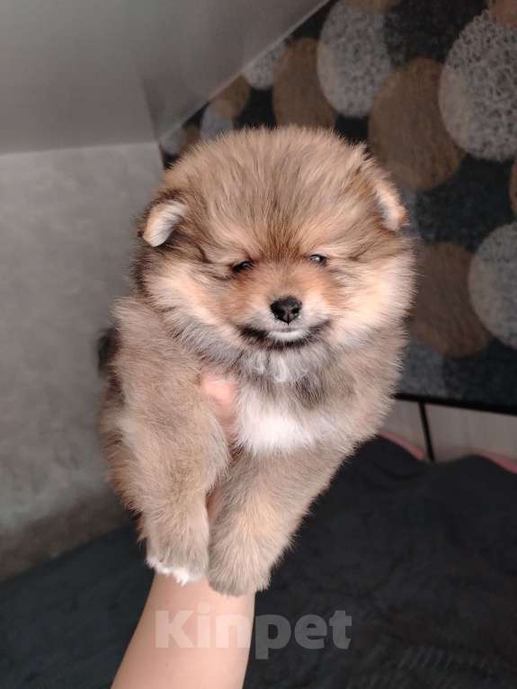 Собаки в Нижнем Тагиле: Щенки шпицули Девочка, 25 000 руб. - фото 6