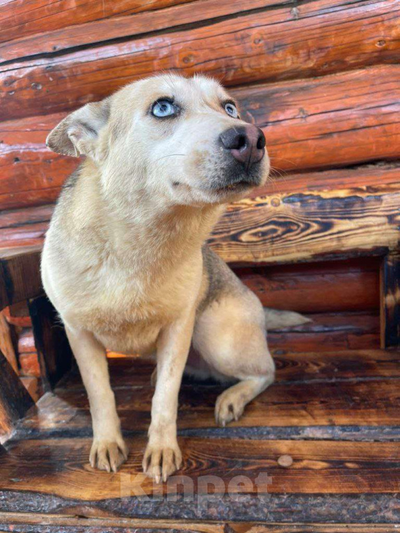 Собаки в Москве: Собака Арктика ищет дом! Девочка, Бесплатно - фото 6