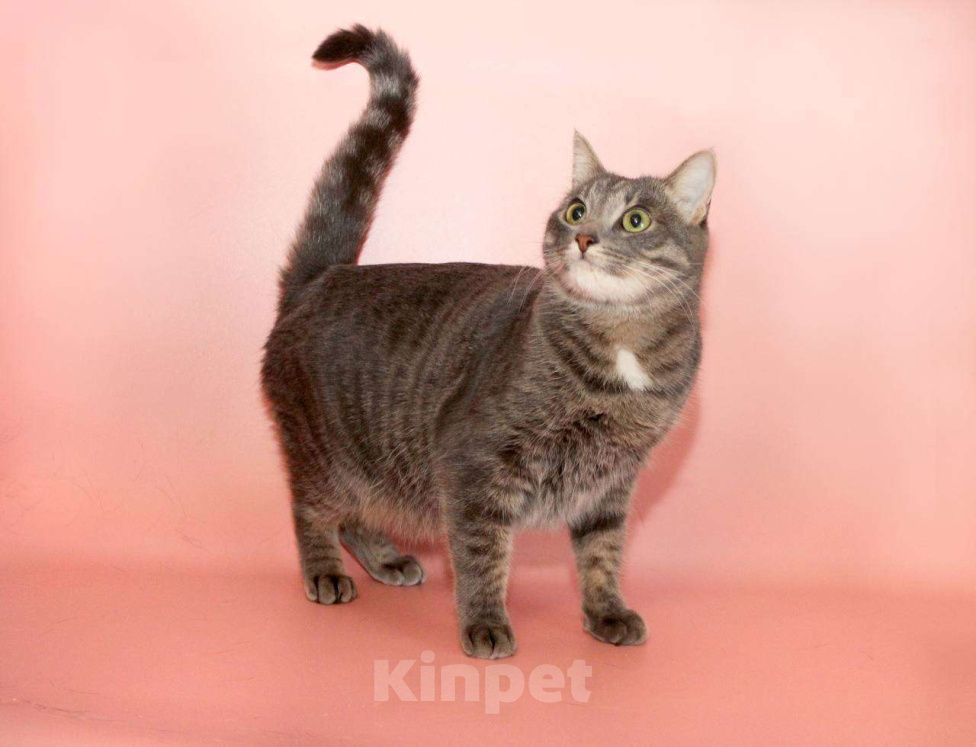 Кошки в Москве: Шанти - идеальная кошка для хороших людей Девочка, Бесплатно - фото 4