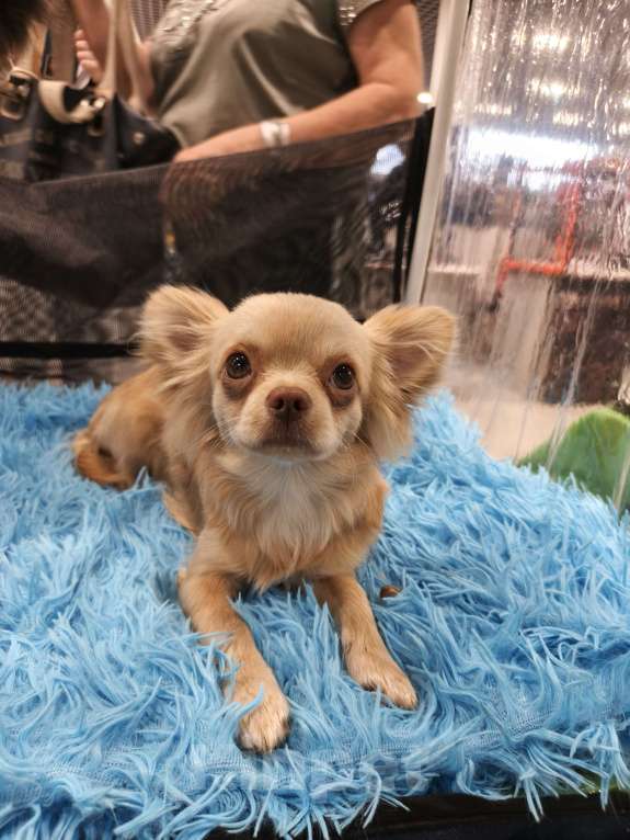 Собаки в других городах Московской области: Продам Чихуахуа 1 год Кобель Мальчик, 45 000 руб. - фото 3