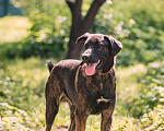 Собаки в Москве: Молодой, перспективный пёс Росс ищет достойную семью Мальчик, Бесплатно - фото 4
