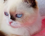 Кошки в Сарове: Малышка Шоколадка Девочка, 150 000 руб. - фото 1