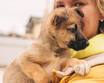 Собаки в Рязани: Щенок от небольшой собачки Мальчик, Бесплатно - фото 4