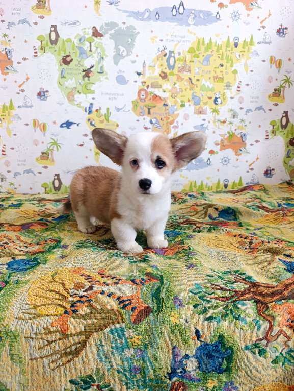 Собаки в Уфе: Корги пемброк Мальчик, 45 000 руб. - фото 9