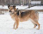 Собаки в Москве: Рада Девочка, Бесплатно - фото 4
