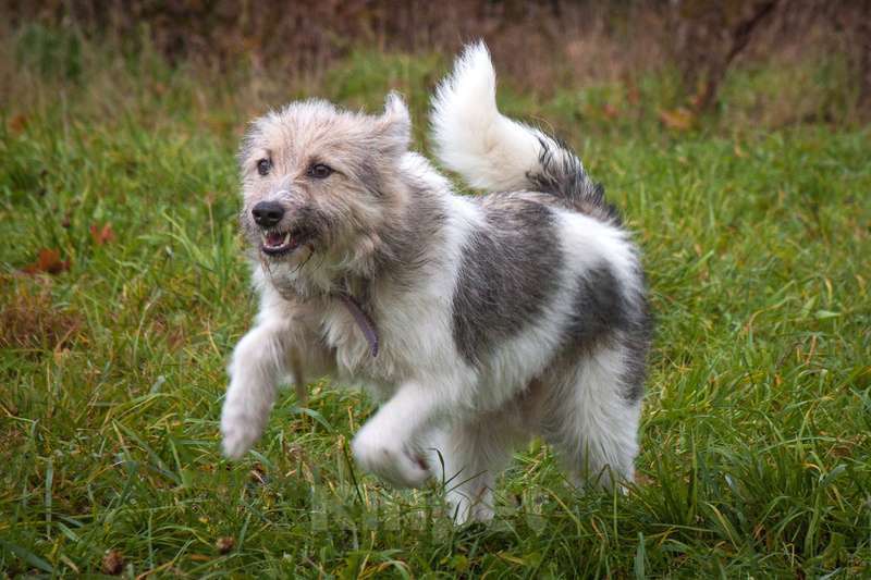 Собаки в Москве: Очаровательный небольшой бородатик Фанни в добрые руки Девочка, 1 руб. - фото 7