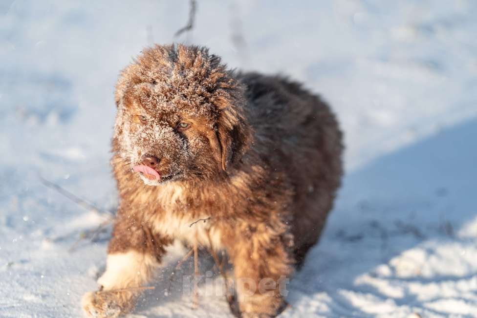 Собаки в Рязани: Щенок болгарской овчарки, собака для охраны Девочка, 70 000 руб. - фото 3
