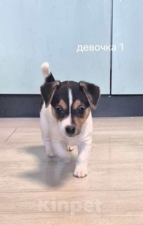 Собаки в других городах Ленинградской области: Девочка Девочка, 25 000 руб. - фото 1