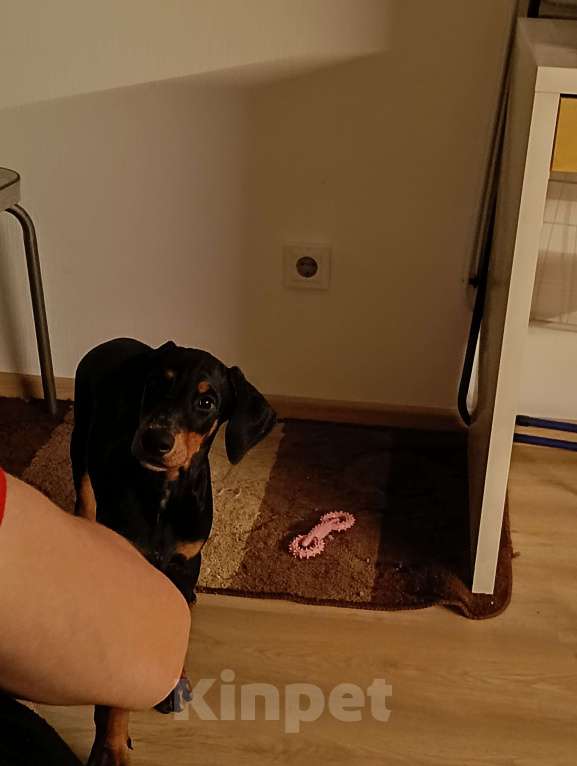 Собаки в Санкт-Петербурге: Ваша мечта в чёрном с подпалом! Девочка, 35 000 руб. - фото 4