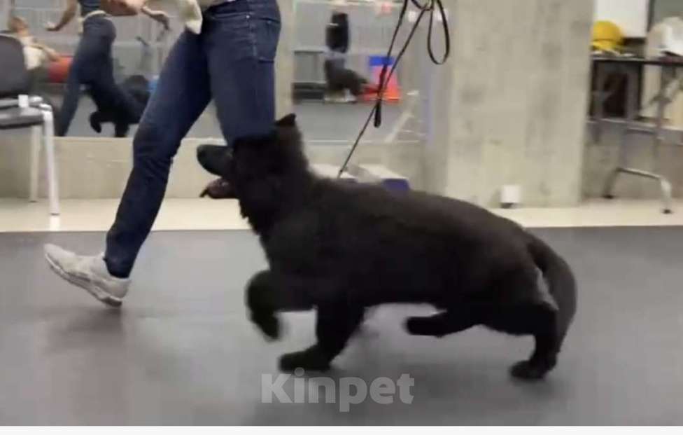 Собаки в Челябинске: Черный длинношёрстный кобель 5 месяцев Мальчик, Бесплатно - фото 2