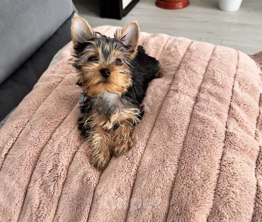 Собаки в Москве: Йорки мини Девочка, 18 000 руб. - фото 2