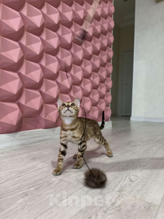 Кошки в Санкт-Петербурге: Бенгальский кот  Мальчик, 55 000 руб. - фото 4