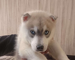 Собаки в Новосибирске: Продаем щеночка хаски  Мальчик, 5 000 руб. - фото 1