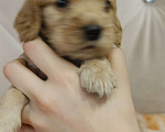Собаки в Чите: Продам щенков английского кокер спаниеля  Мальчик, 10 000 руб. - фото 3