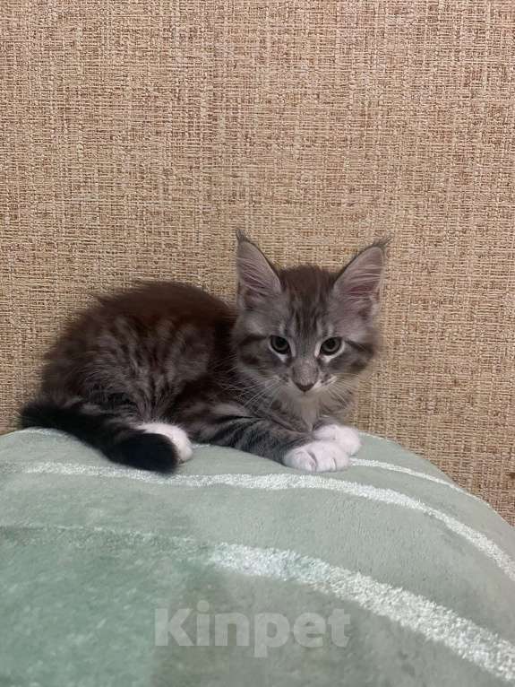 Кошки в Москве: Котята Мейн-Кун Мальчик, 30 000 руб. - фото 3