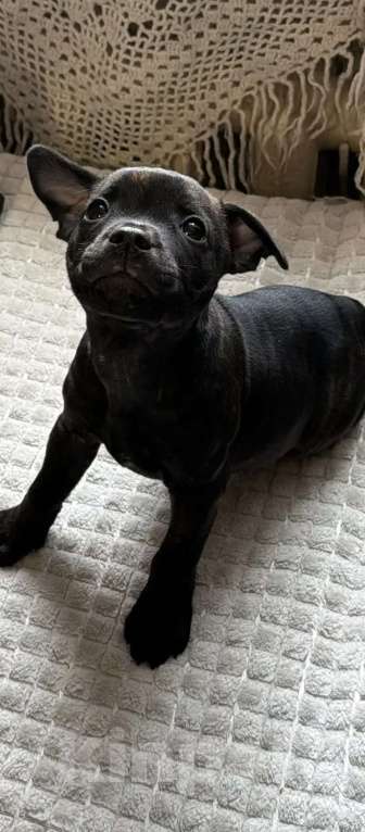 Собаки в Казани: Английский Стаффордширский Бультерьер Мальчик, 50 000 руб. - фото 1