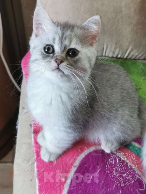 Кошки в Санкт-Петербурге: Британская серебристая шиншилла NS 24 Девочка, 30 000 руб. - фото 7