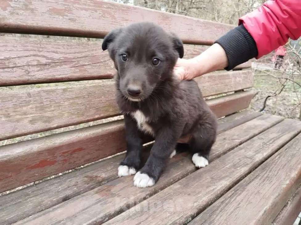 Собаки в Старом Купавне: Славная девочка (щенок) хорошему хозяину Девочка, Бесплатно - фото 3