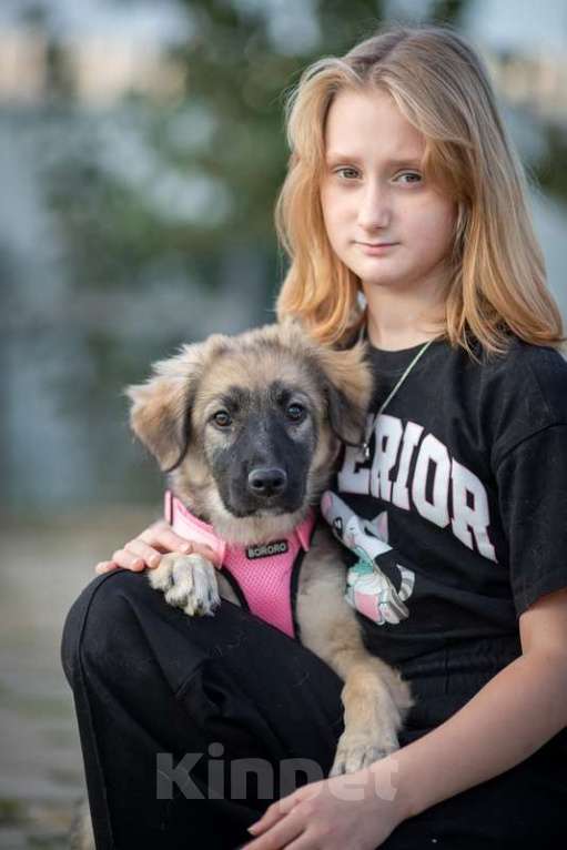Собаки в Москве: Щенки метисы овчарки в добрые руки Девочка, 1 руб. - фото 3