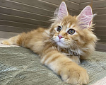 Кошки в Москве: Мейн кун котята Мальчик, 50 000 руб. - фото 4