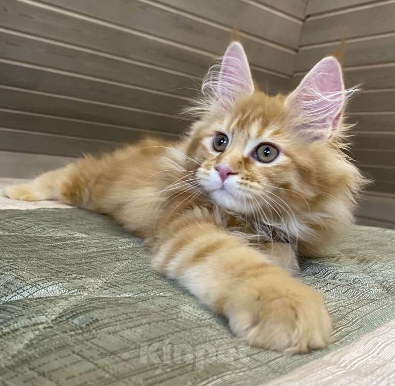 Кошки в Москве: Мейн кун котята Мальчик, 50 000 руб. - фото 4